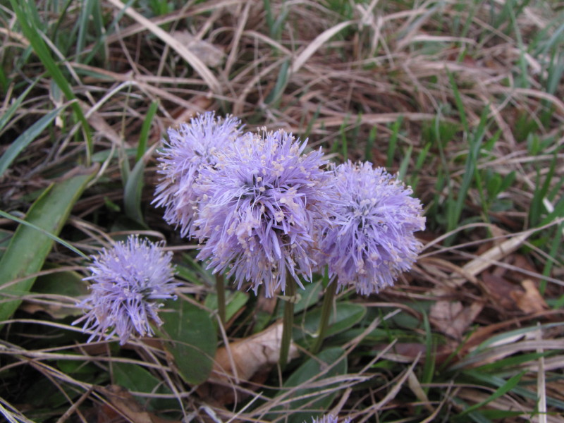una bella palla viola - Globularia sp.