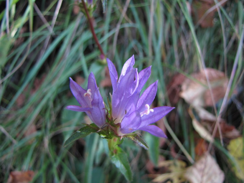 Campanula glomerata