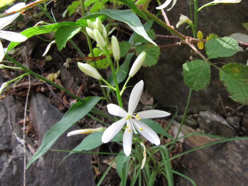 Cascata della Troggia - Anthericum liliago