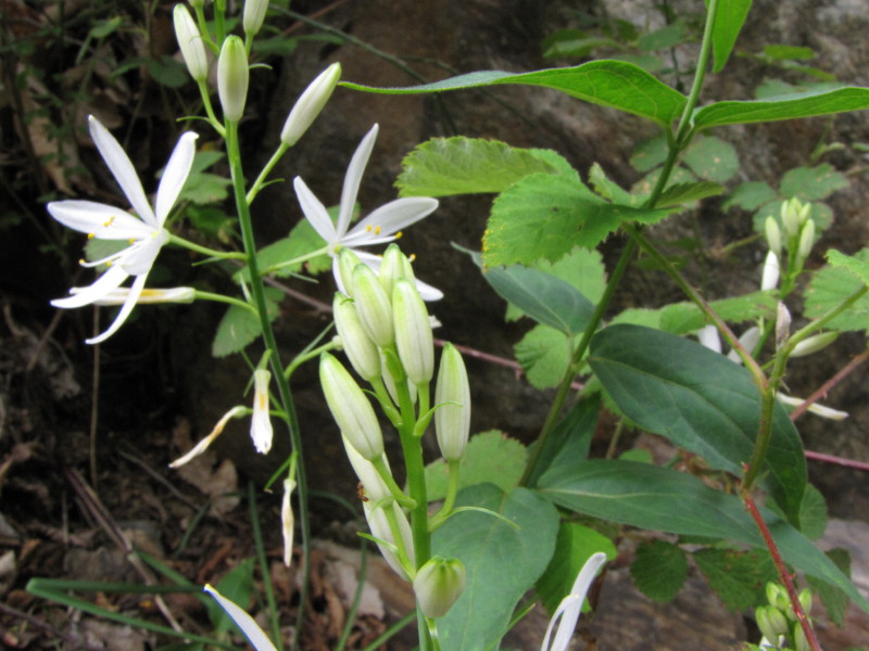 Cascata della Troggia - Anthericum liliago