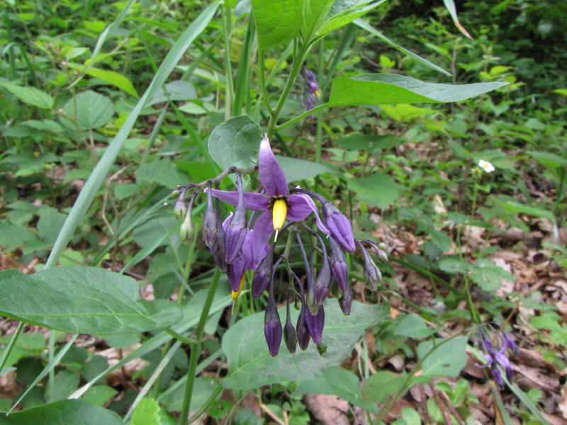 Fiorellino viola - Solanum dulcamara