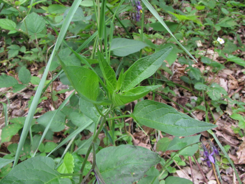 Fiorellino viola - Solanum dulcamara