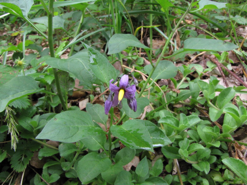 Fiorellino viola - Solanum dulcamara