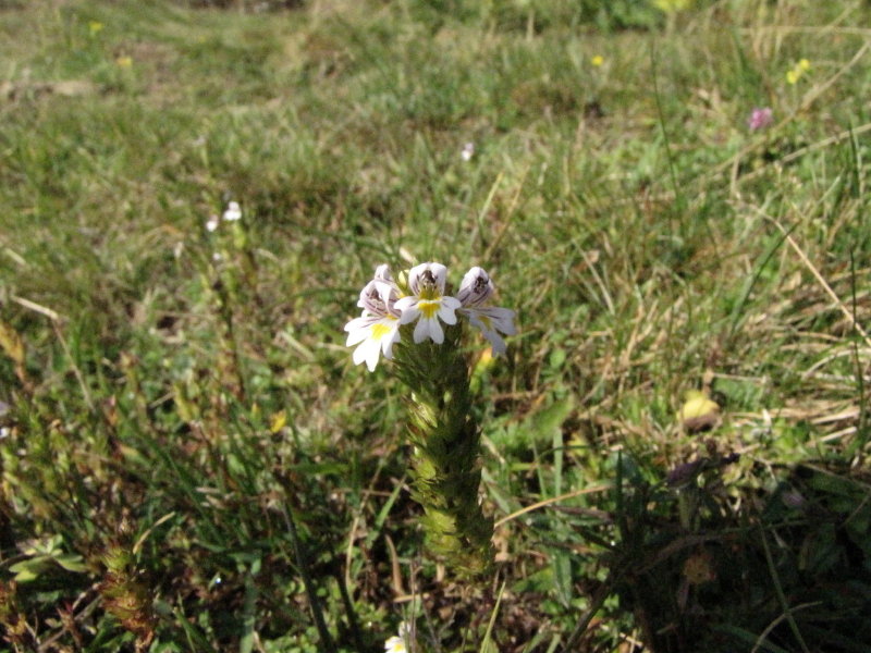 Euphrasia