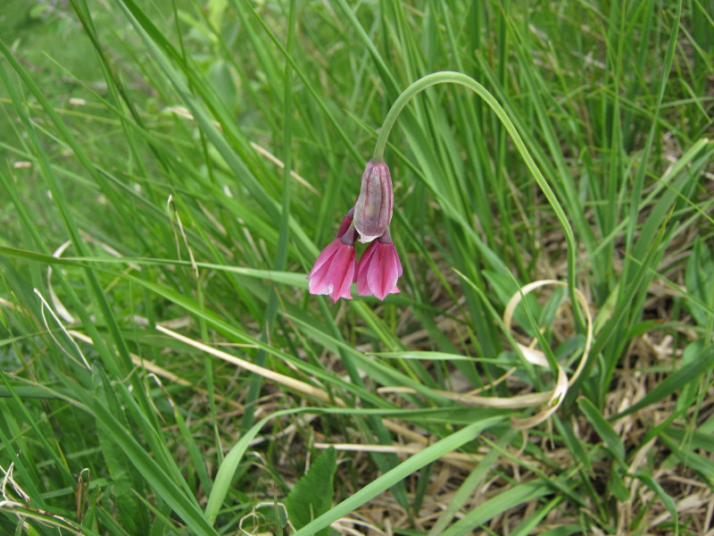 Allium insubricum / Aglio d'' Insubria