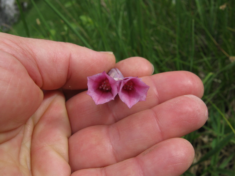Allium insubricum / Aglio d'' Insubria