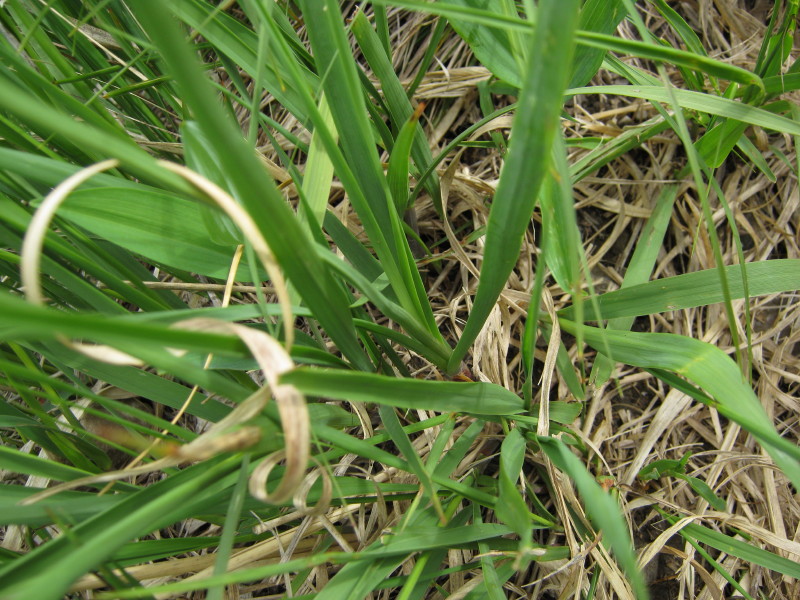 Allium insubricum / Aglio d'' Insubria