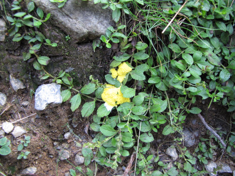 Da determinare: Val Gerola - strana cosa gialla