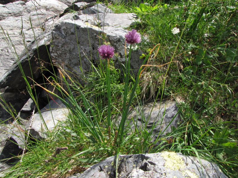 Val Gerola - Allium schoenoprasum