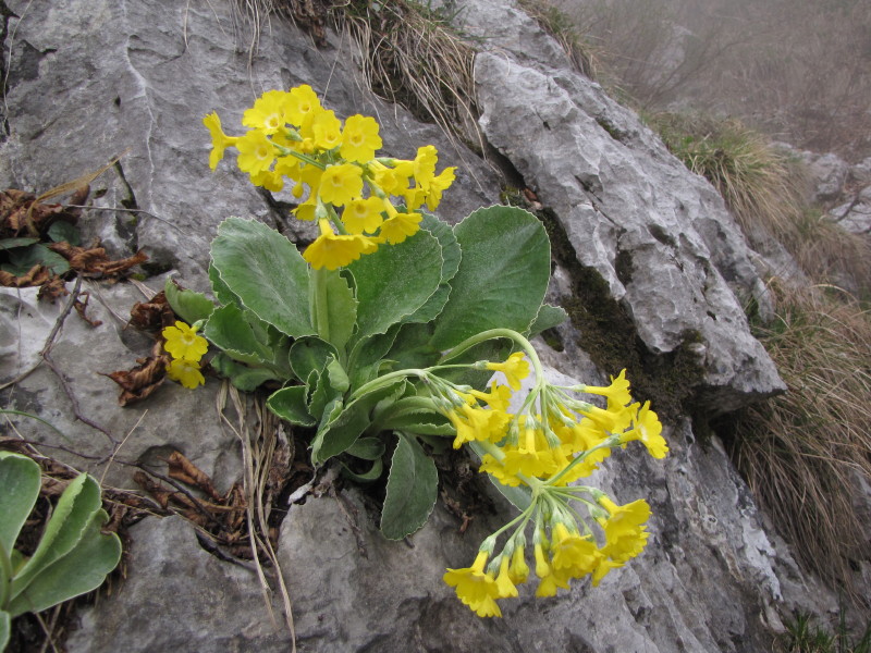 Primula auricula