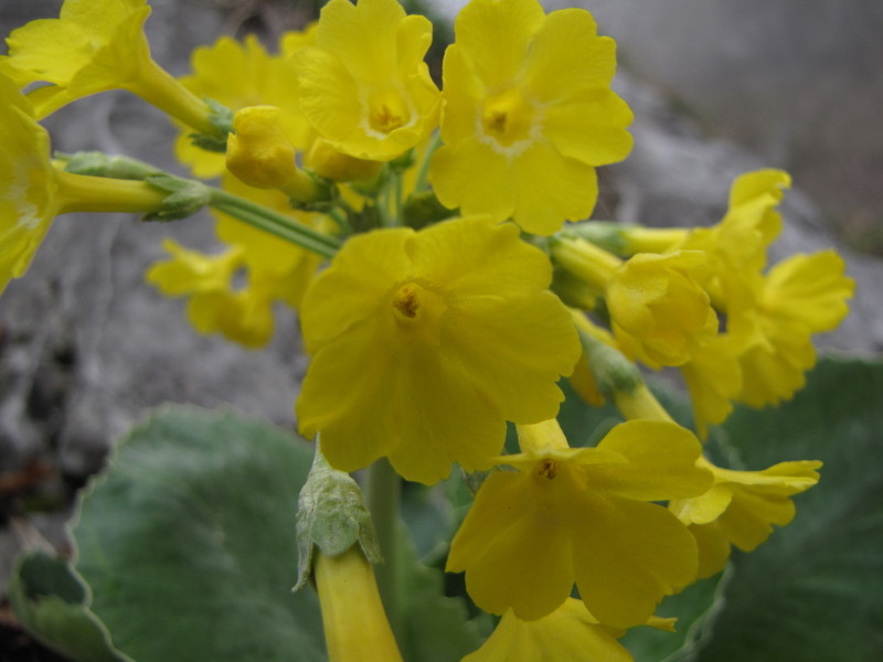 Primula auricula