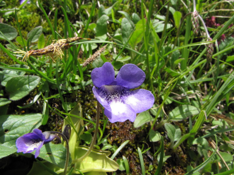 Da determinare - Val Biandino: Pinguicola?