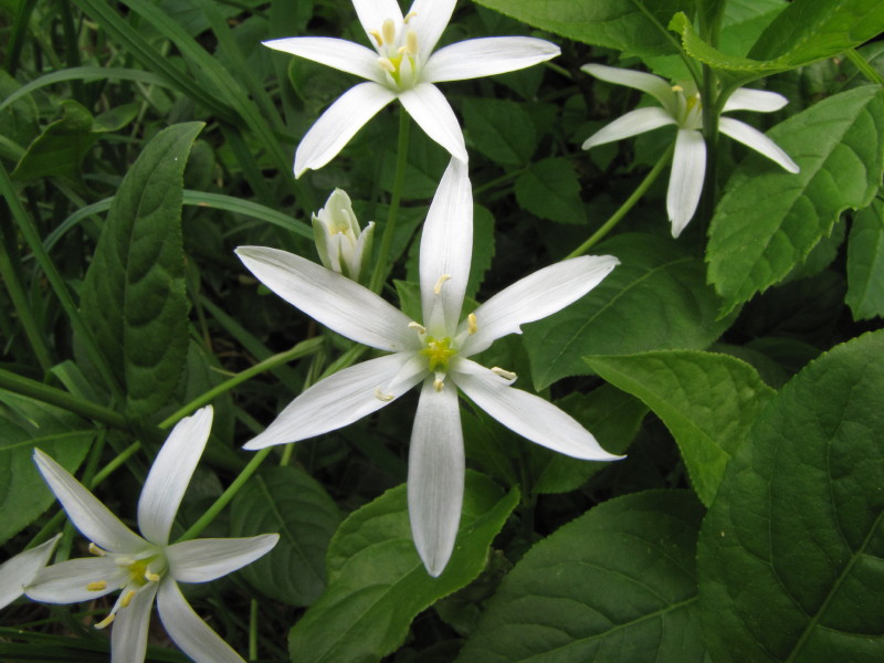 Stella bianca sopra Baiedo - Ornithogalum sp