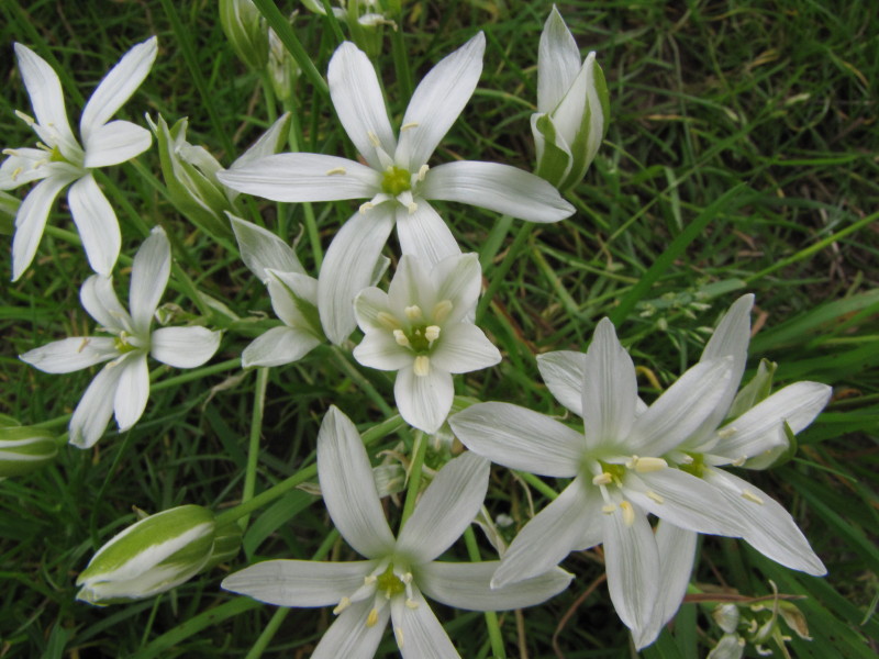 Stella bianca sopra Baiedo - Ornithogalum sp