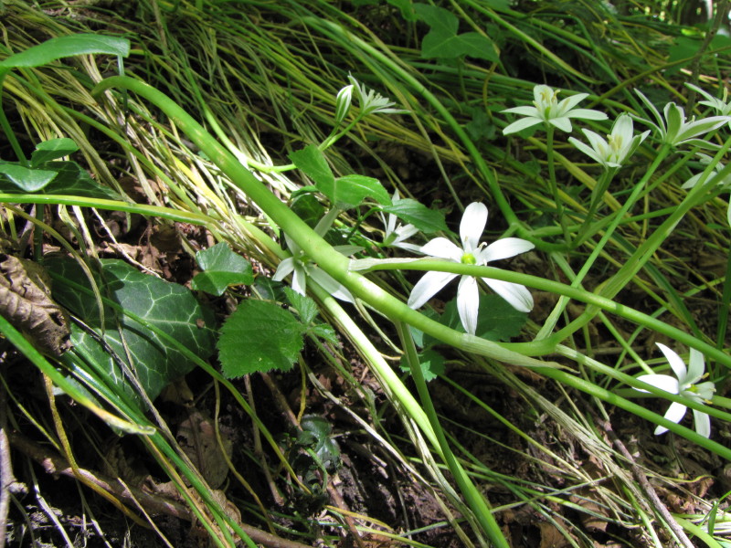 Stella bianca sopra Baiedo - Ornithogalum sp