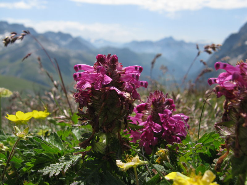 Val Ferret - Pedicularis verticillata