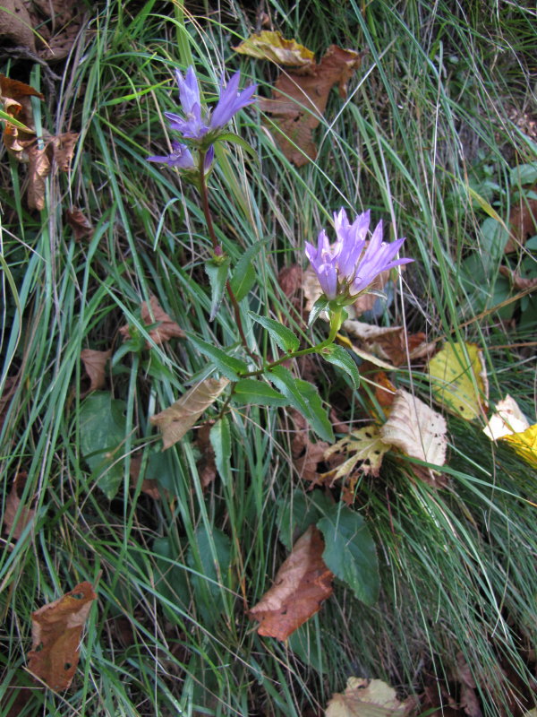 Campanula glomerata