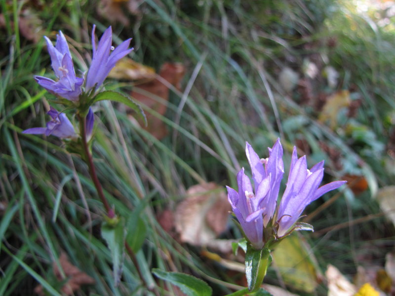 Campanula glomerata