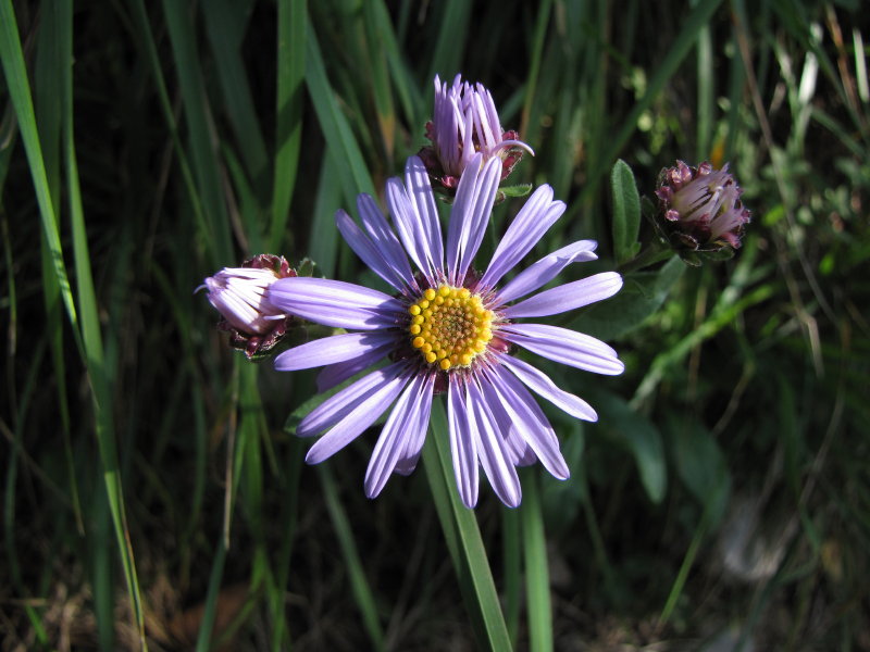 Aster amellus / Astro di Virgilio