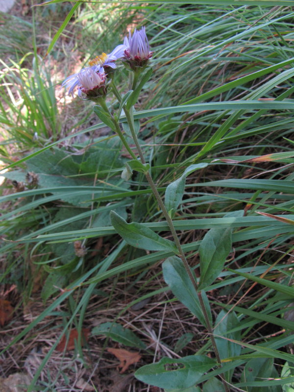 Aster amellus / Astro di Virgilio