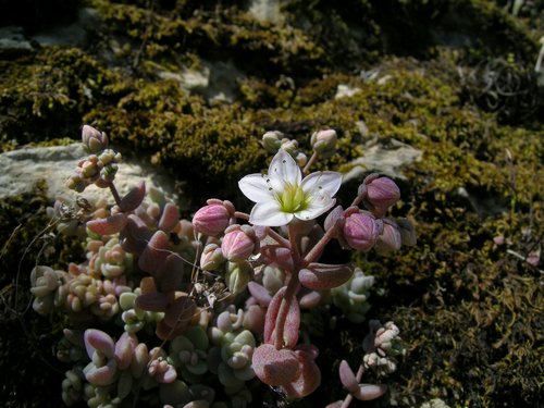 ancora a Camogli - Sedum dasyphyllum