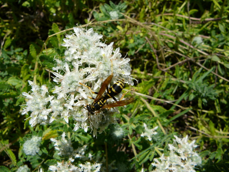 Polistes sp. (Vespidae).