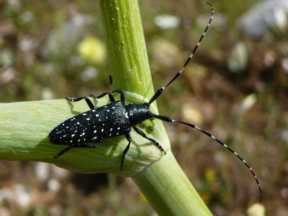 Coleotteri delle Murge