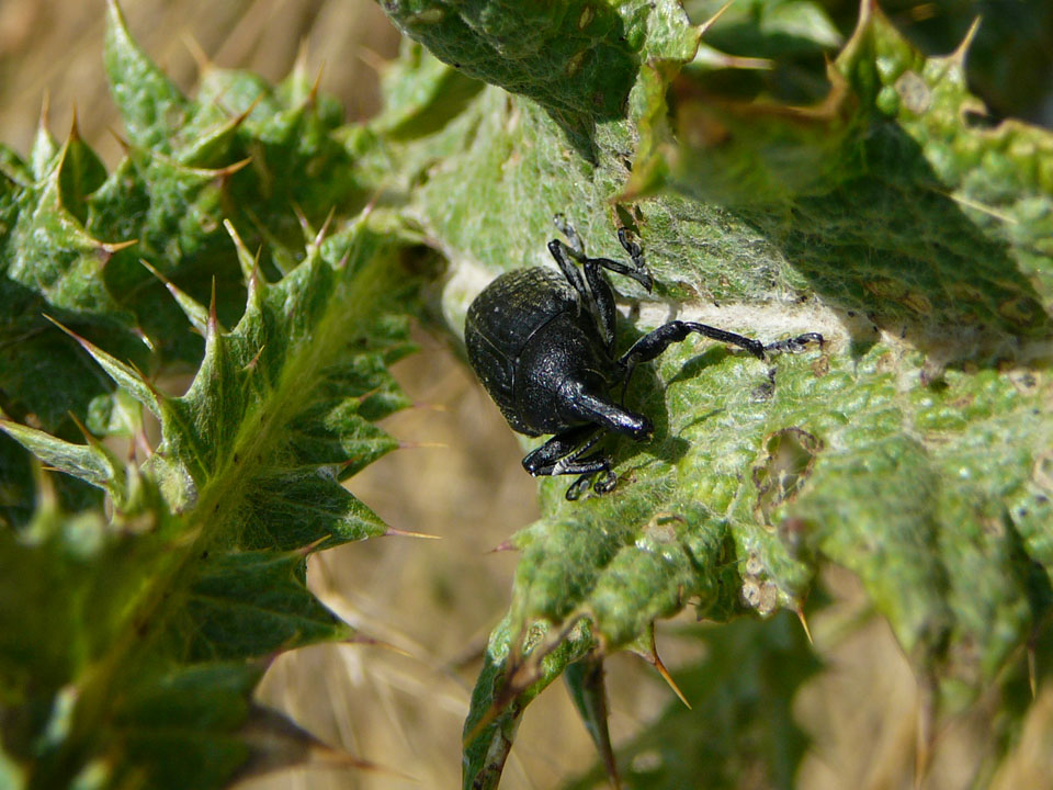 Coleotteri delle Murge