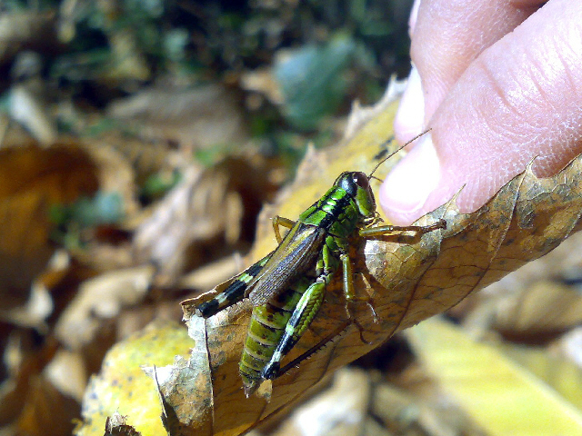 Cavalletta a strisce: Miramella (Nadigella) formosanta