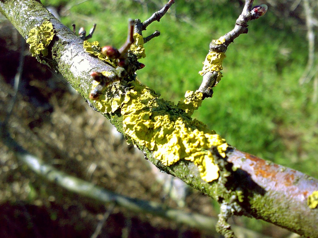 Lichene da identificare