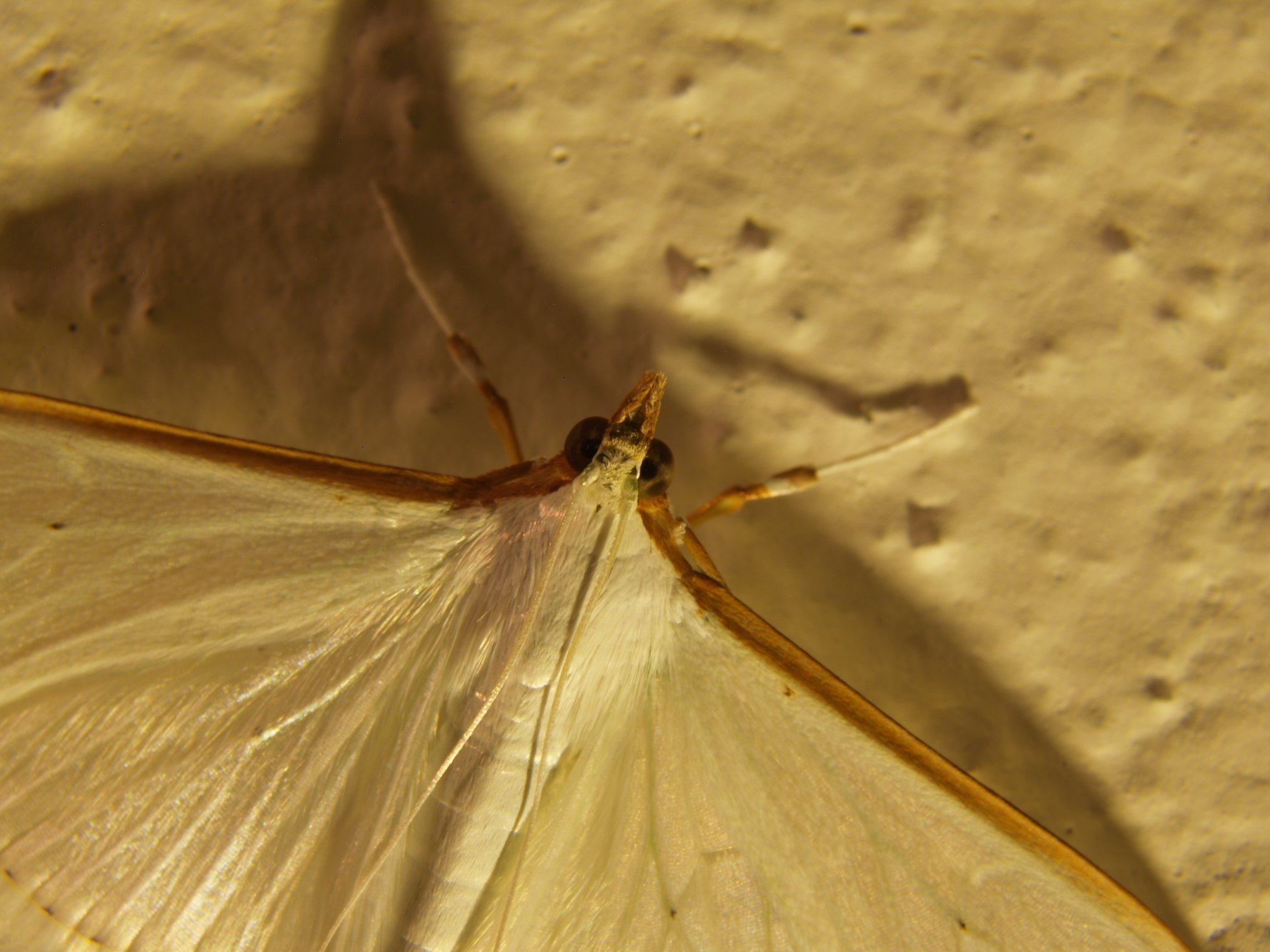 Palpita vitrealis