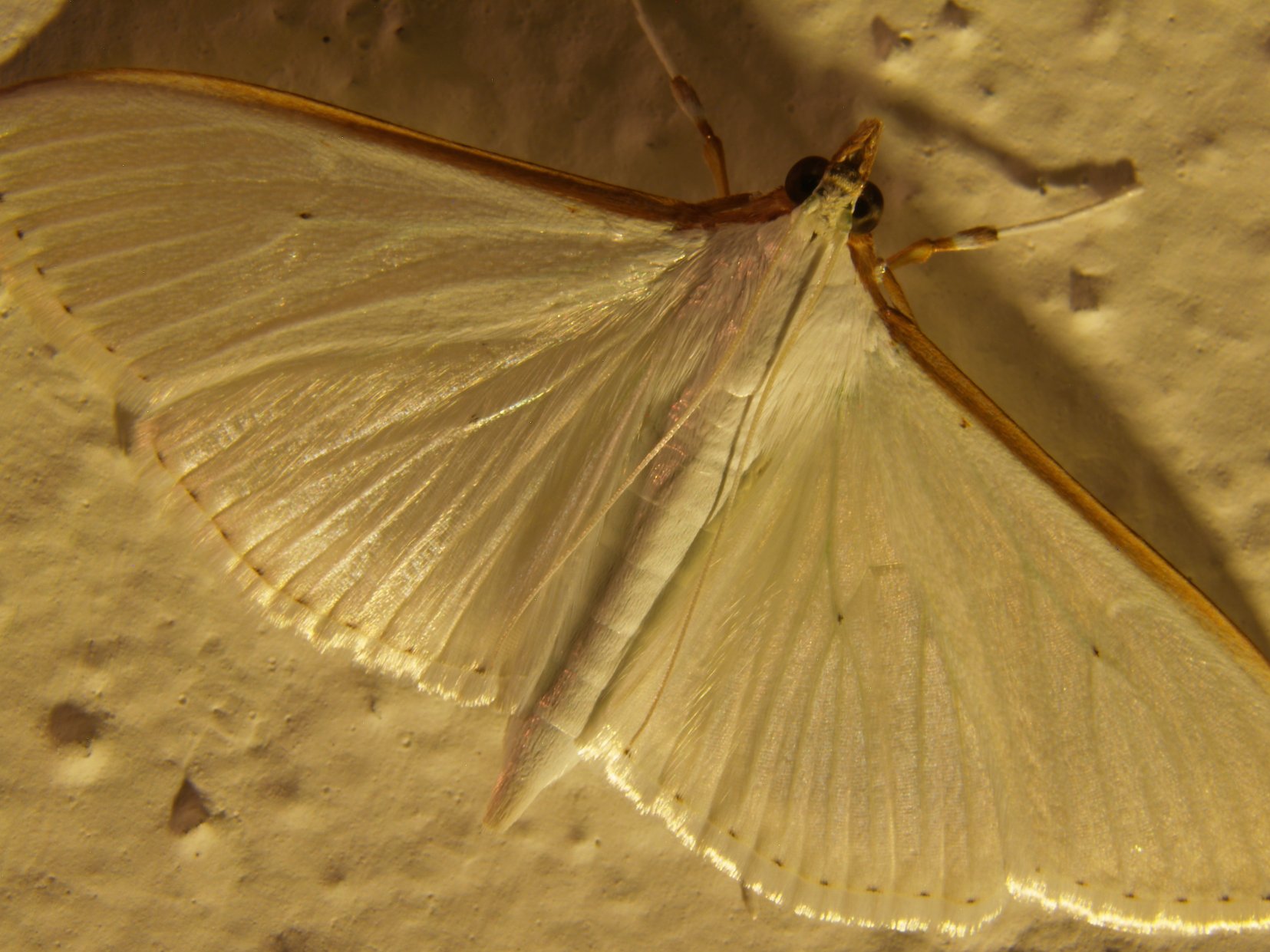 Palpita vitrealis