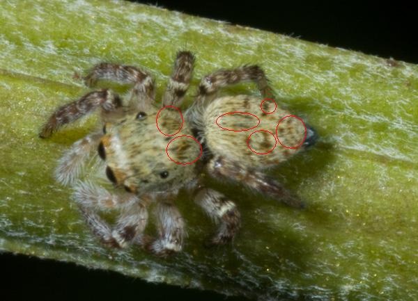 Salticidae