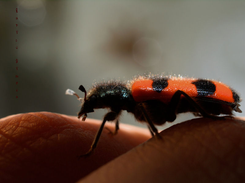 Trichodes sp. (?) T. apiarius