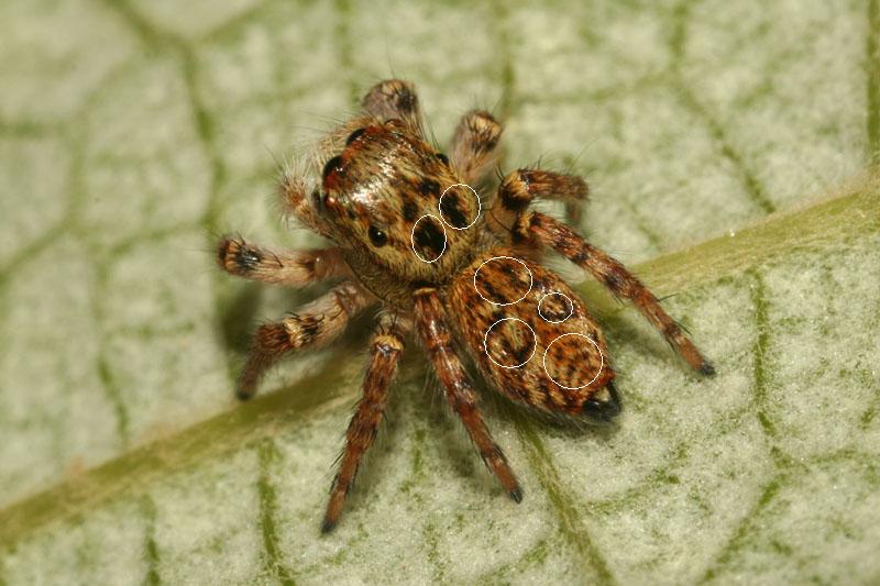 Salticidae