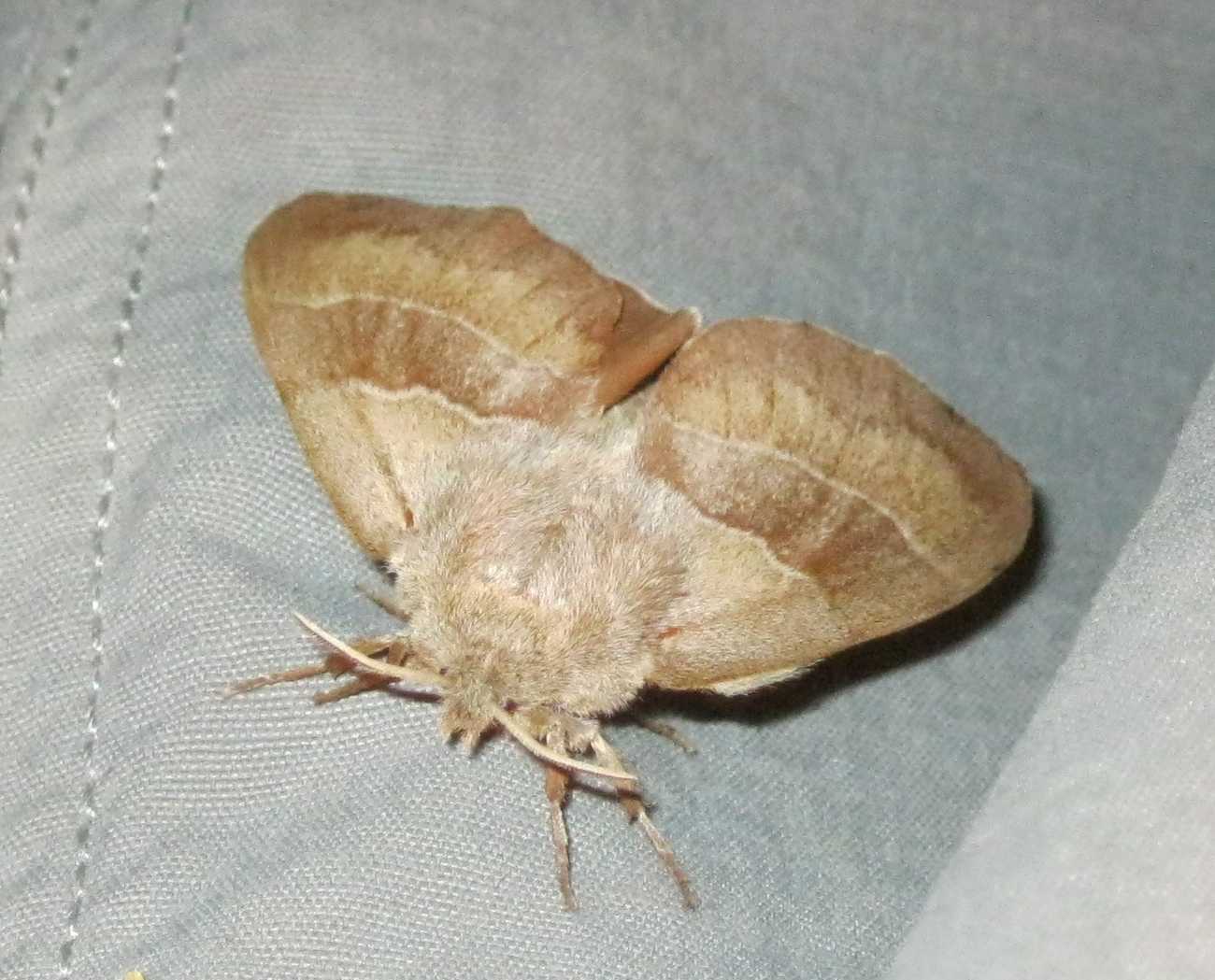 Falena medio-grande da id