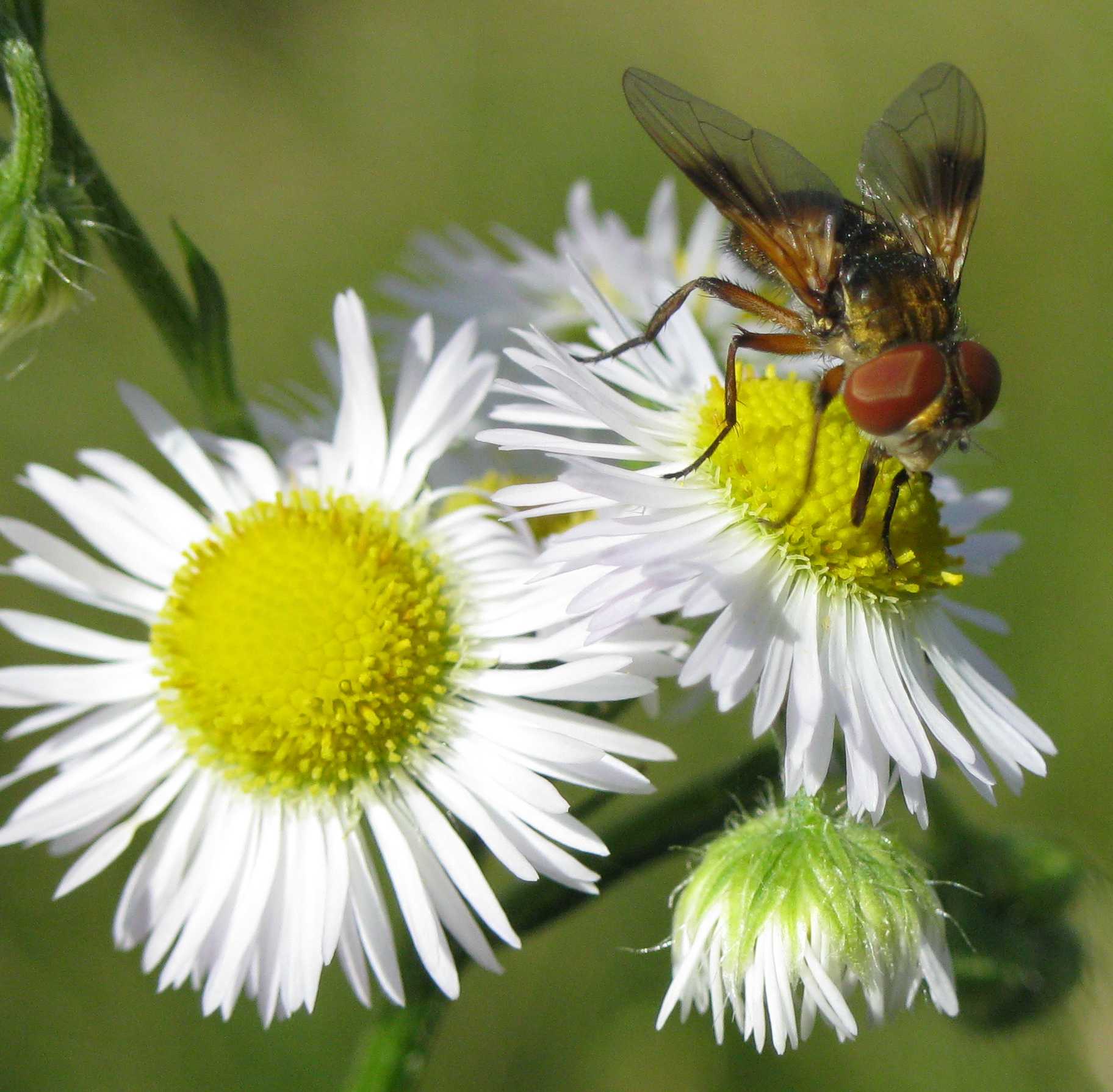 Ectophasia sp. (Tachinidae)