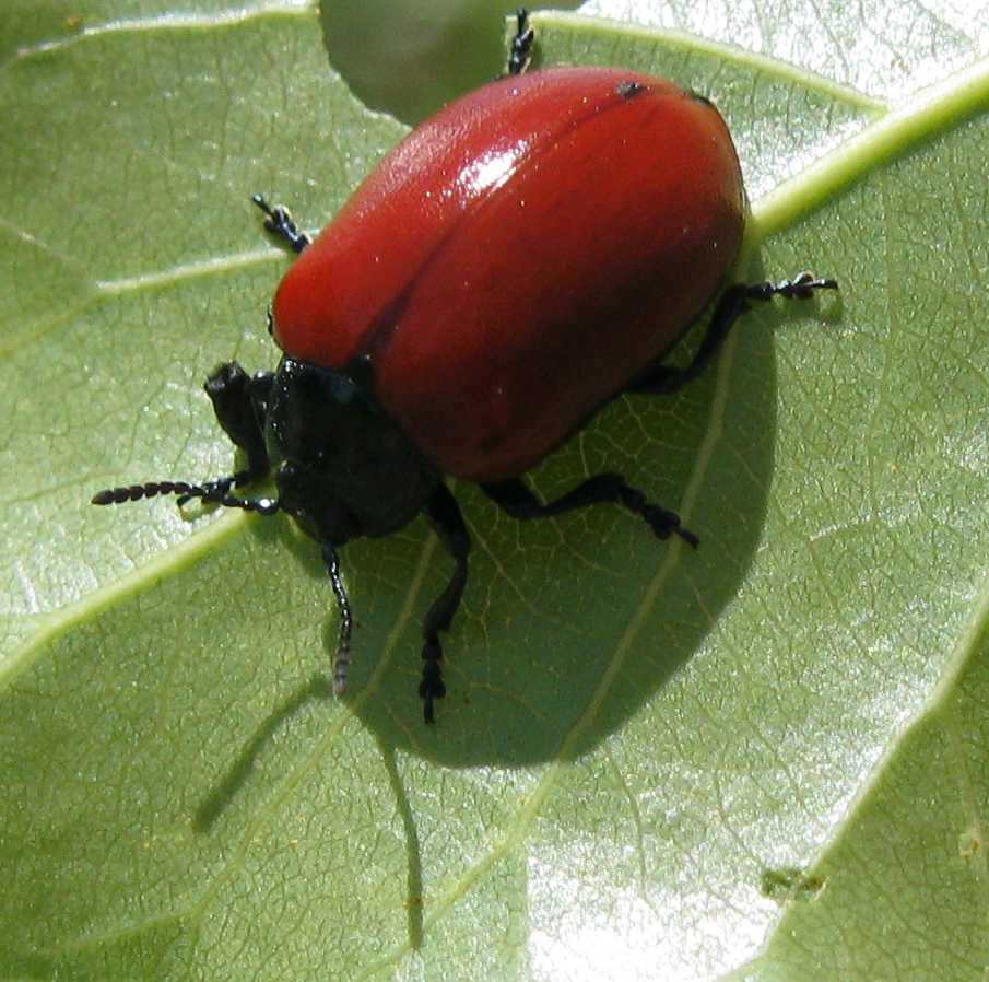 Coleottero rosso