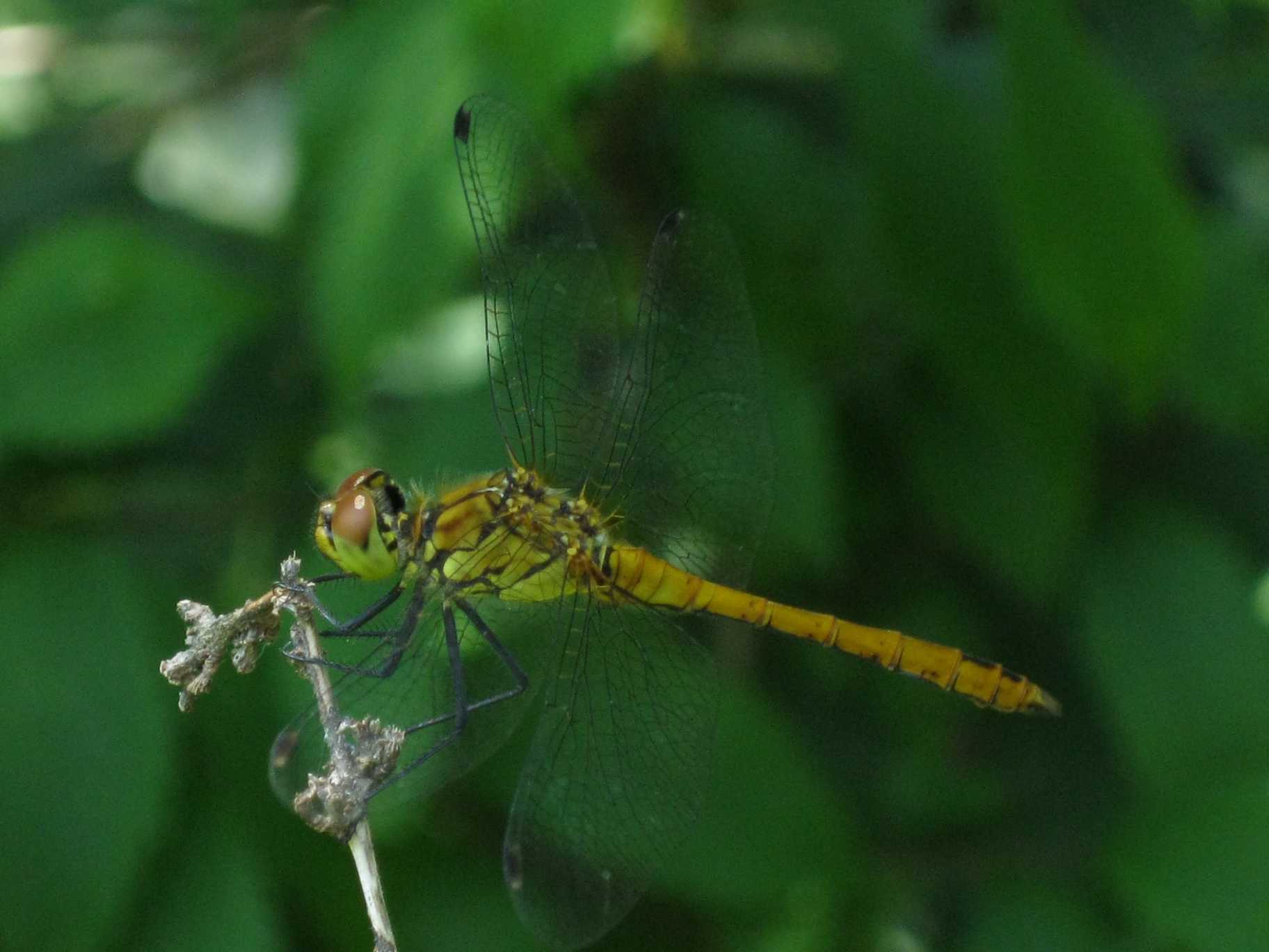 femmina di Sympetrum