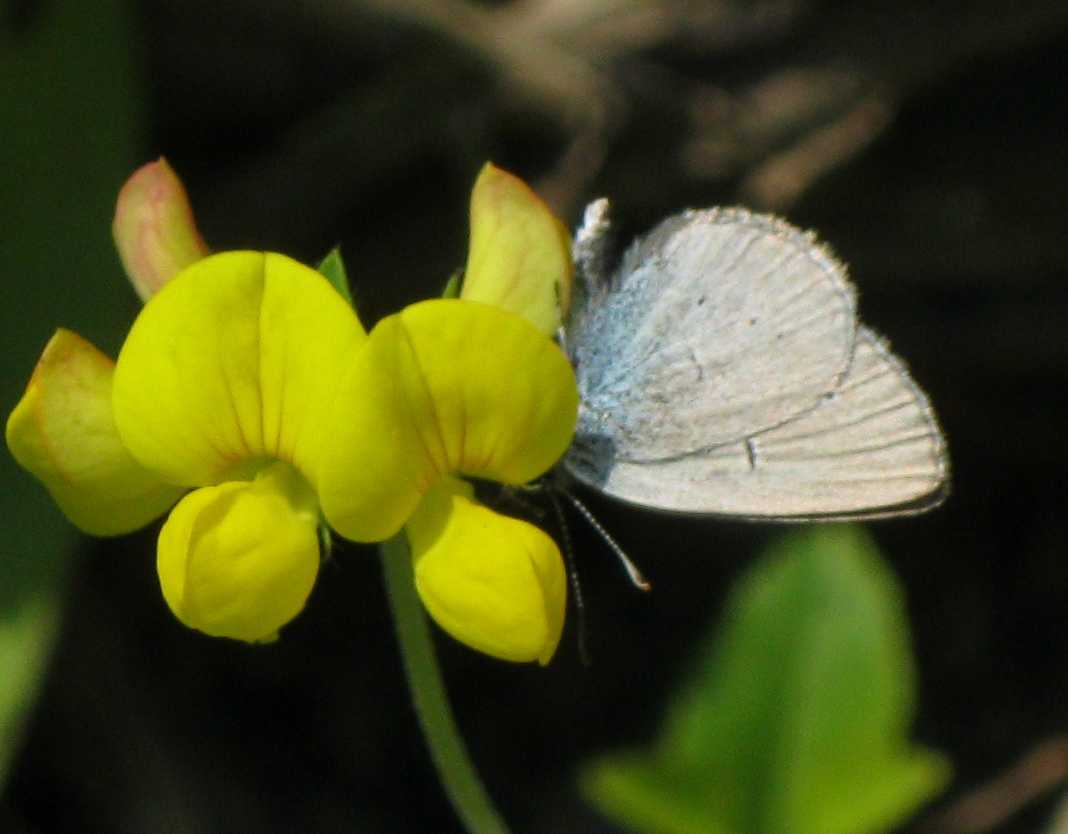 Licenide amorfo