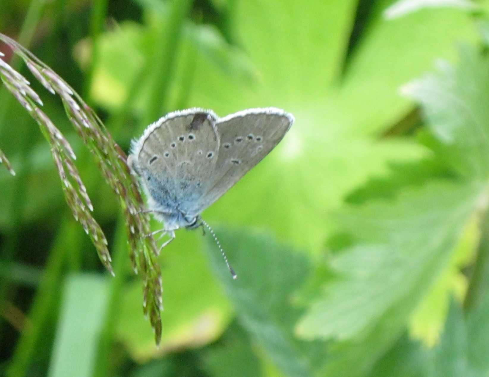 Polyommatus semiargus?