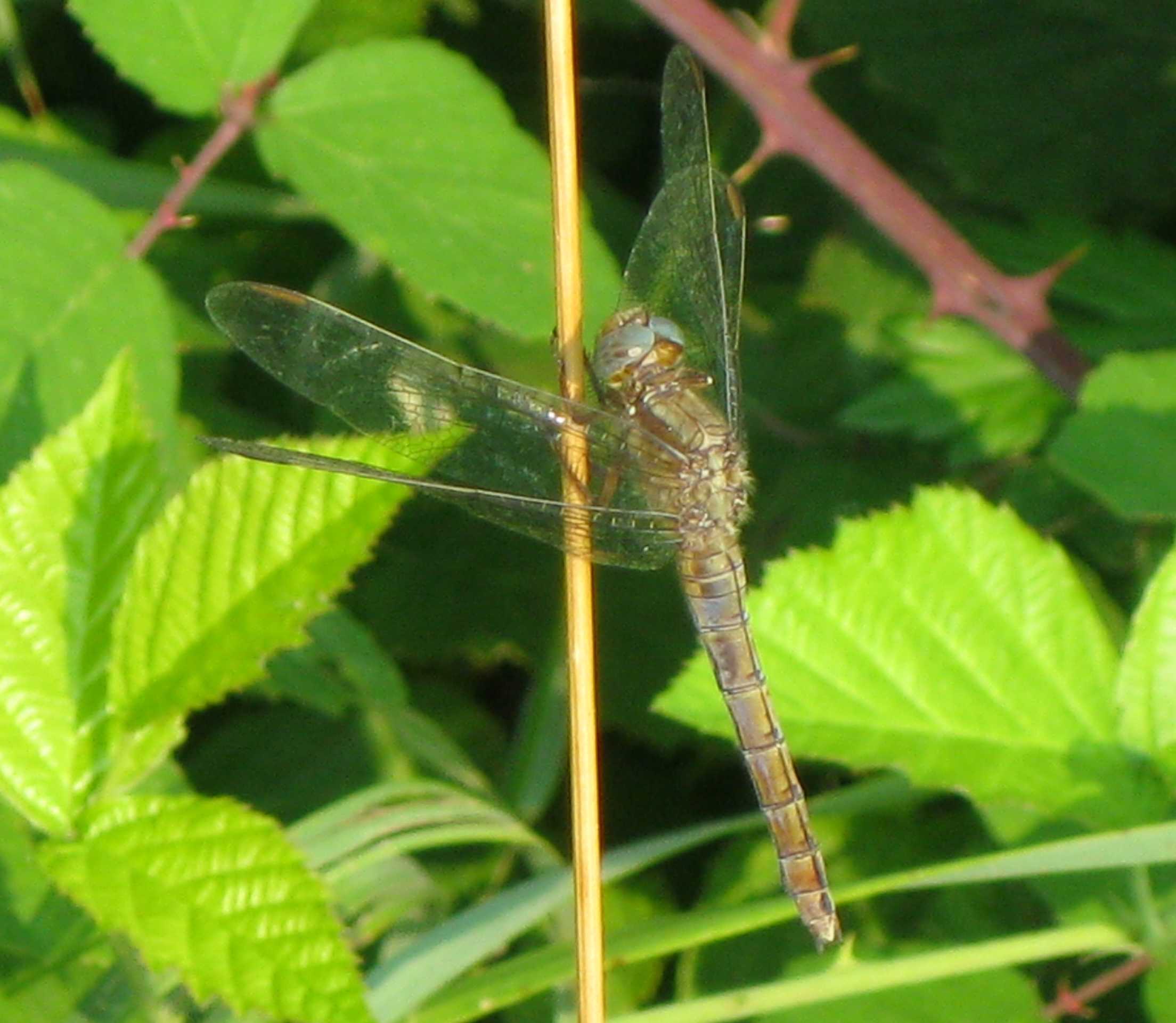 Libellula grigia