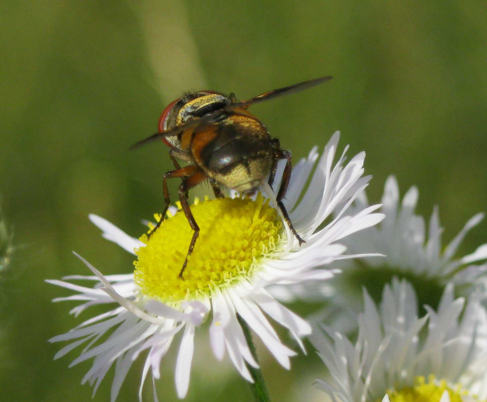 Ectophasia sp. (Tachinidae)