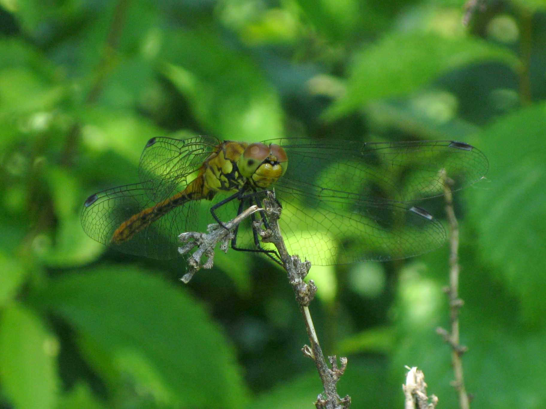 femmina di Sympetrum