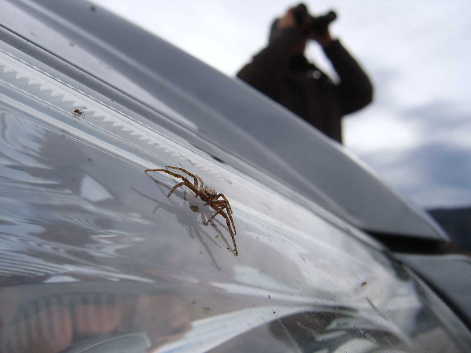 Philodromidae