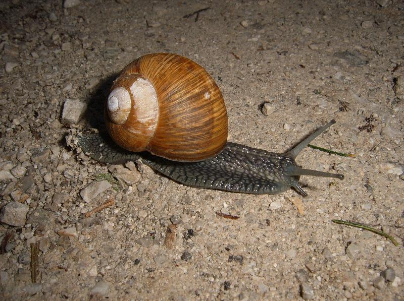 Gasteropodi sloveni da identificare