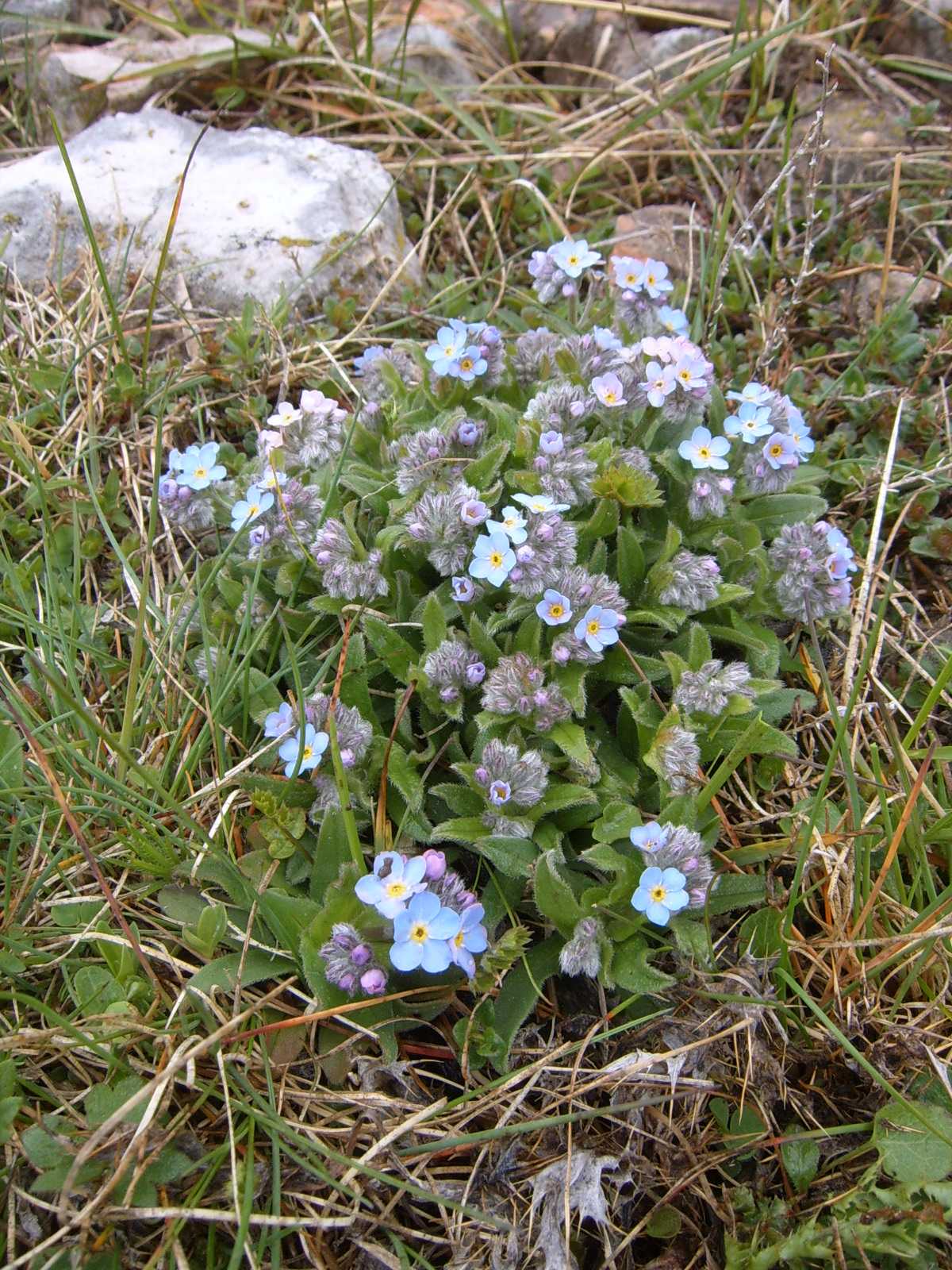 Myosotis sp.