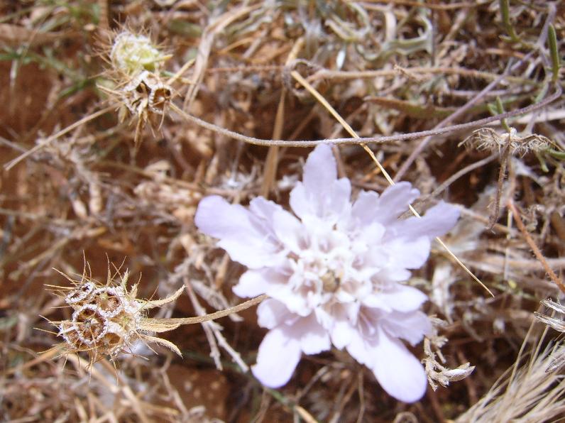 Fiori tunisini 4