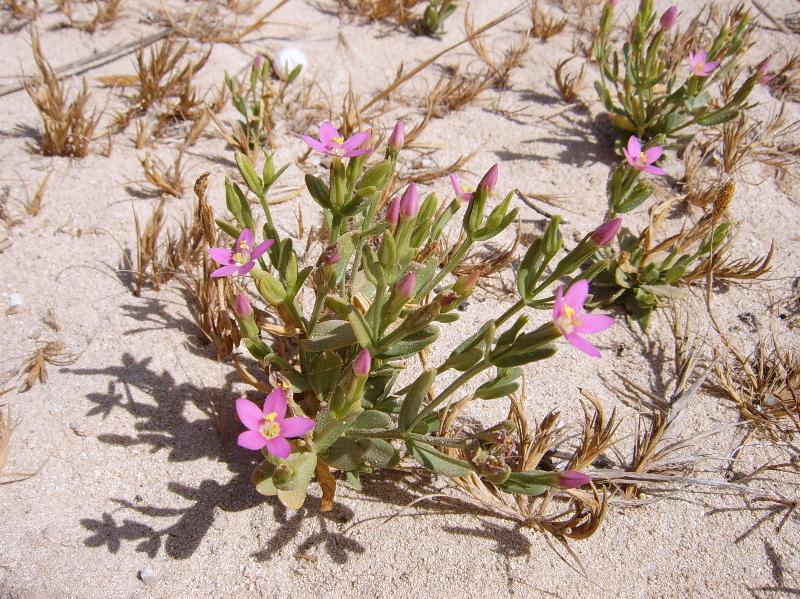 Fiori tunisini 5