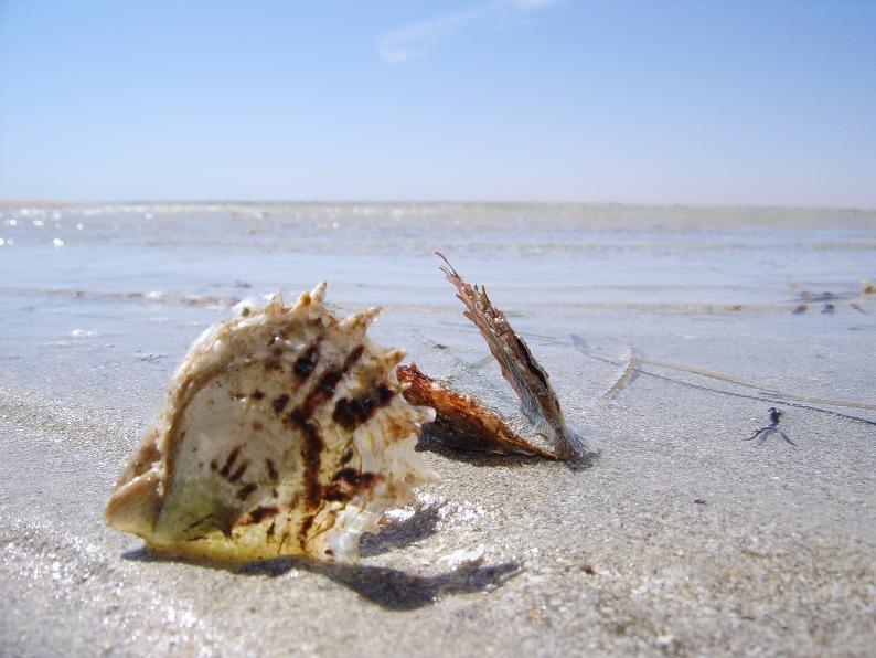 Molluschi tunisini